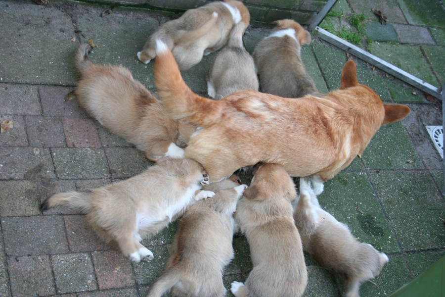 Puppies